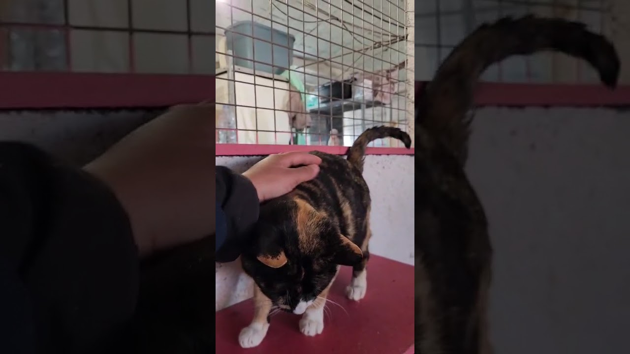 Youtube Vorschau - Video ID 6sKe8Q_uplM