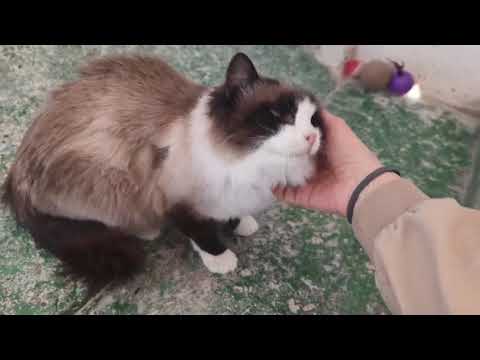 Youtube Vorschau - Video ID DYB239NLETA