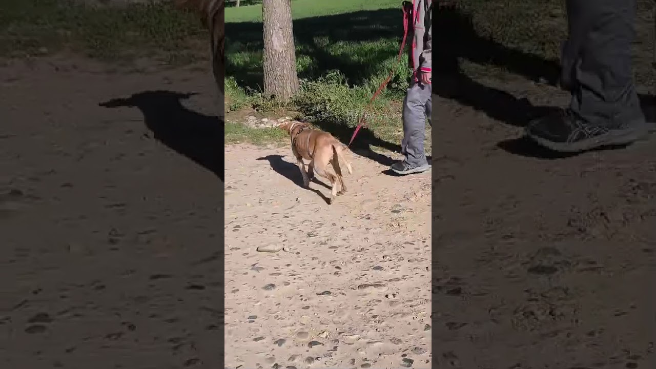 Youtube Vorschau - Video ID GuZXNjFagI8