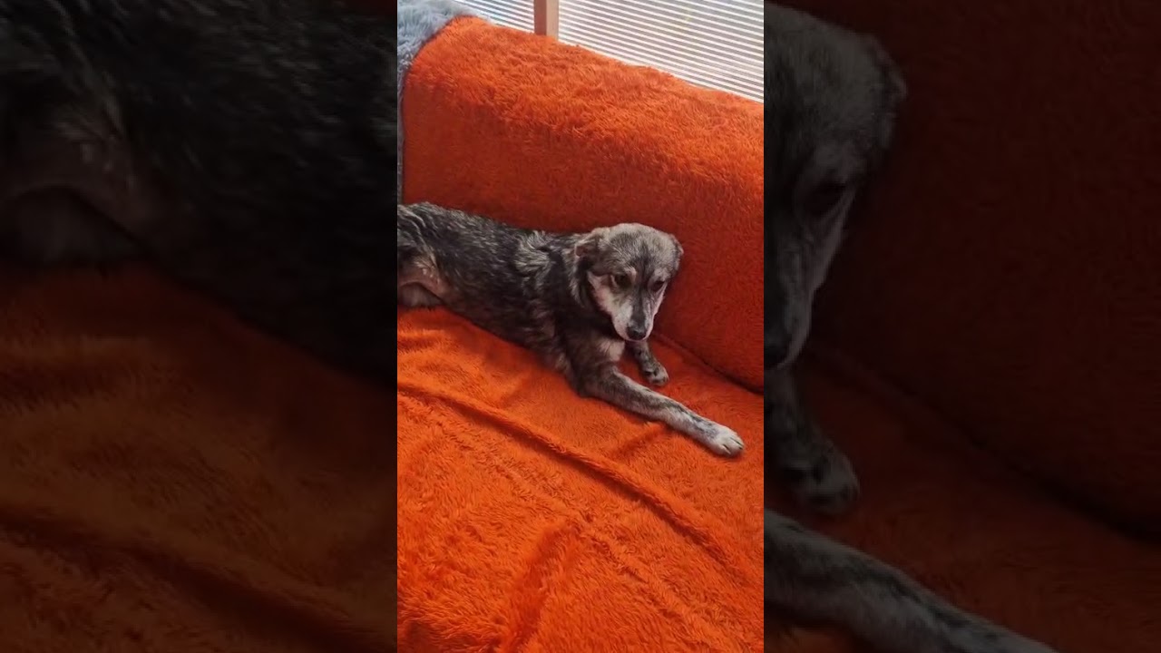 Youtube Vorschau - Video ID JFYvTsDN1Yc