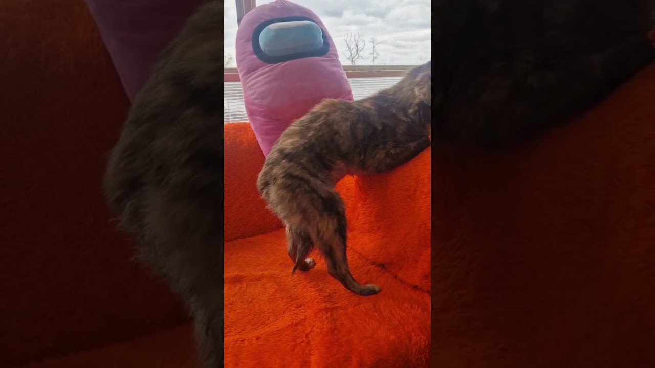 Youtube Vorschau - Video ID Q6kwU_qObGc