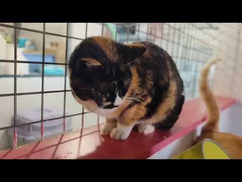 Youtube Vorschau - Video ID Wai5EQFxLlE