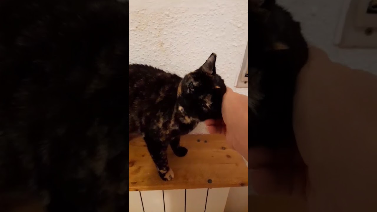 Youtube Vorschau - Video ID ceNEI_7zneo