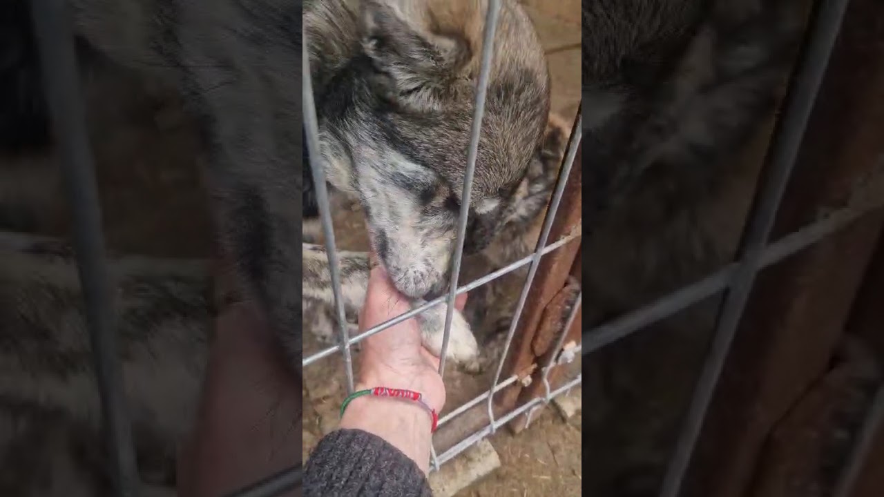 Youtube Vorschau - Video ID dnCig3zKRdo