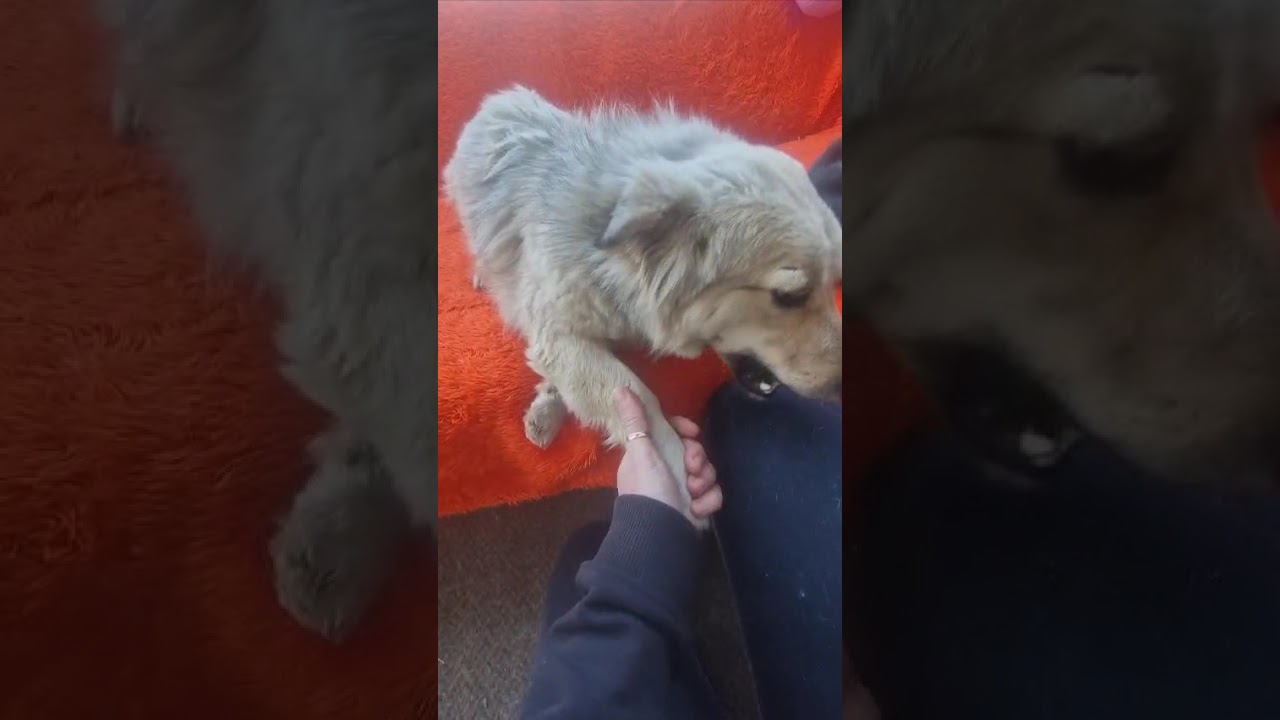 Youtube Vorschau - Video ID e9_QCp4vE9c