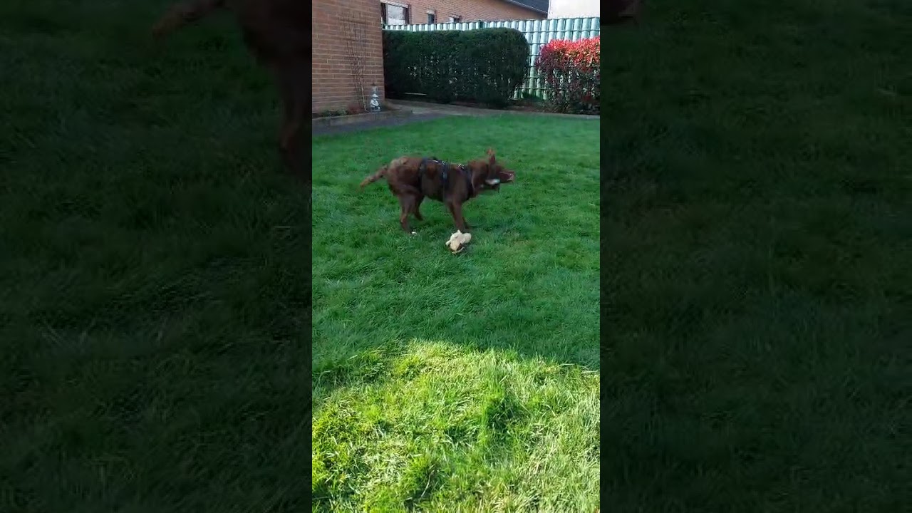 Youtube Vorschau - Video ID ezj3a8GmXDQ