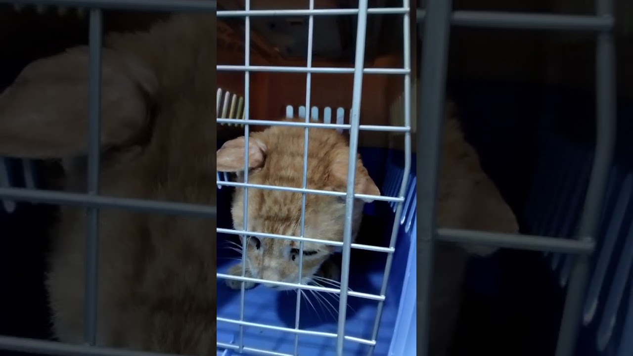 Youtube Vorschau - Video ID fjmv-AMqIbs