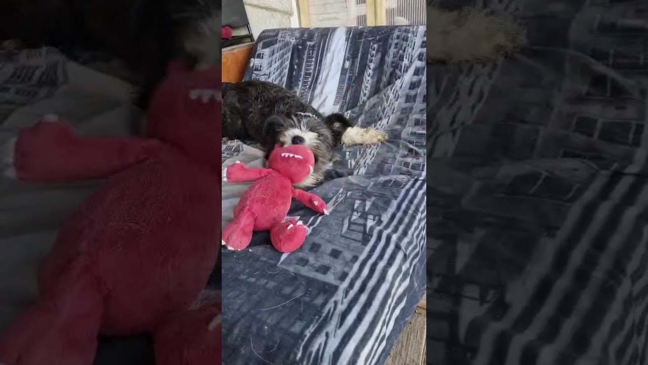 Youtube Vorschau - Video ID jjcahu_CLkg