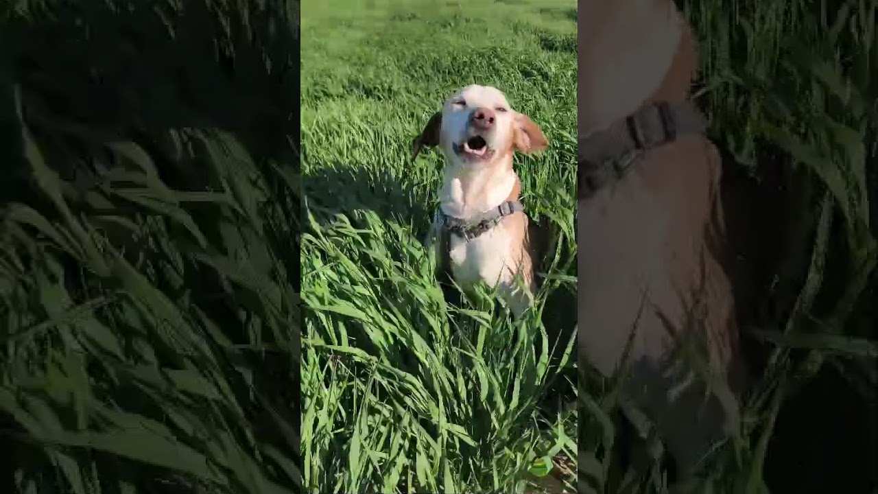 Youtube Vorschau - Video ID o4QY50LD_8U