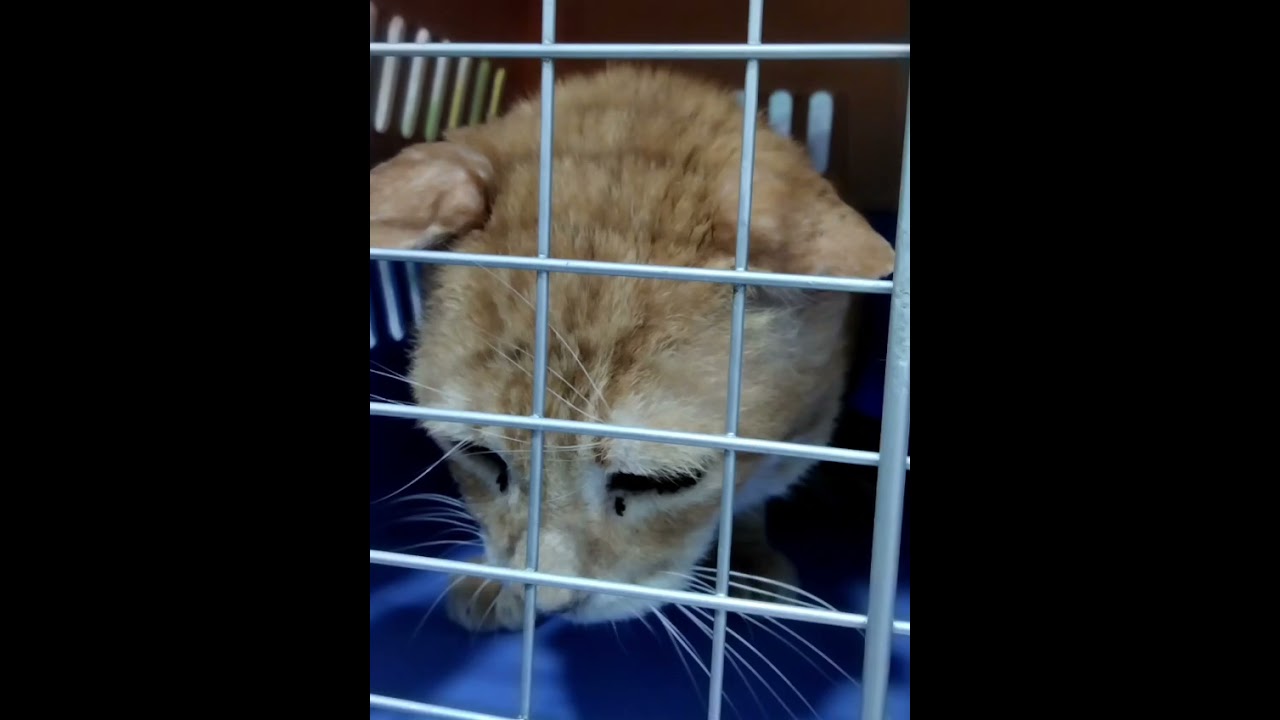 Youtube Vorschau - Video ID tZQjsuLXxsY