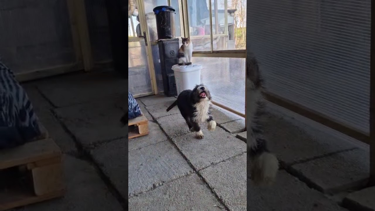 Youtube Vorschau - Video ID ulI4oX_G0pY