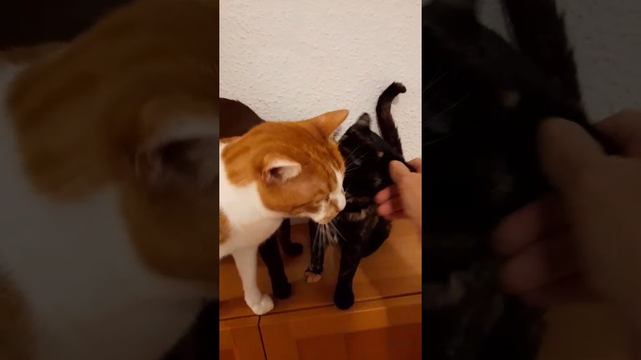 Youtube Vorschau - Video ID y8itxCJ_6S8