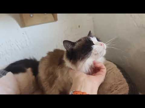 Youtube Vorschau - Video ID y_wEJ8v3NP4